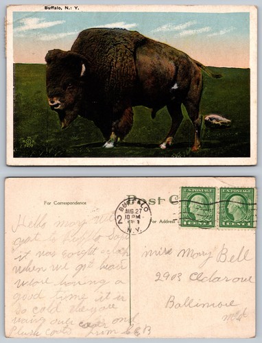 Buffalo bison pasture - ny,